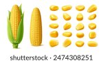 Realistic ripe raw sweet corn cobs and yellow kernels, vector maize vegetable, farm food. Isolated 3d sweetcorn corncobs with green leaves and husk, golden corn grains and seeds, maize crop plant