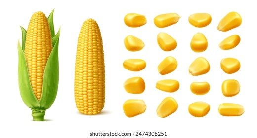 Realistic ripe raw sweet corn cobs and yellow kernels, vector maize vegetable, farm food. Isolated 3d sweetcorn corncobs with green leaves and husk, golden corn grains and seeds, maize crop plant