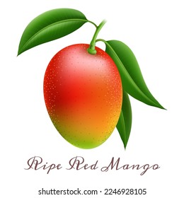 Realistic ripe red mango branch. 3d hanging mangos fruit with trees leaves colour vector illustration isolated on white background