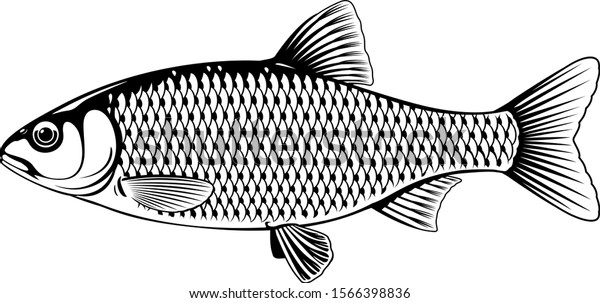 Realistic roach fish in black and white\
isolated illustration, one freshwater fish on side\
view