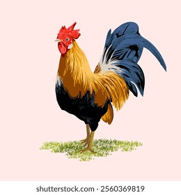 Realistic Rooster cock chicken character symbol hand drawn vector illustration. Poultry farm animal collection isolated on white background.