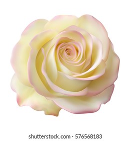 Realistic rose
