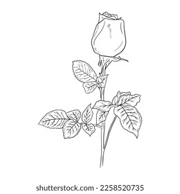Realistic rose bud flower with stem and leaves in black isolated on white background. Hand drawn vector sketch illustration in engraving doodle outline vintage line art style. Spring, love, gift.