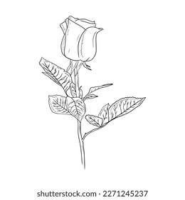 Flor de brote de rosa realista con tallo y hojas en negro aisladas en fondo blanco. Ilustración de esbozo de vector dibujado a mano en el estilo de dibujo de línea vintage de contorno de doodle grabado. Primavera, amor, regalo.