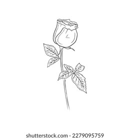Realistic rose bud flower with stem and leaves in black isolated on white background. Hand drawn vector sketch illustration in engraving doodle outline vintage line art style. Spring, love, gift