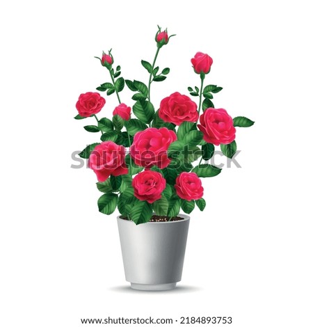 Realistic rose bush pot composition with isolated view of pink flower home plant in white cup vector illustration