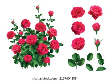 Realistic rose bush set with isolated flower heads leaves and whole bush isolated on blank background vector illustration