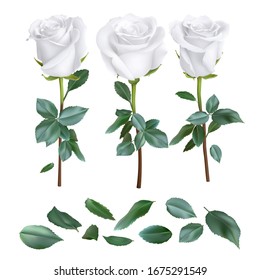 realistic rose design isolated on background. vector illustration