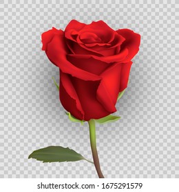 realistisches Rosendesign einzeln auf Hintergrund. Vektorillustration