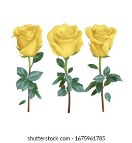 realistic rose design isolated on background. vector illustration