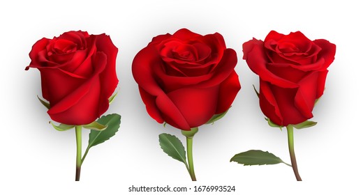 realistic rose design isolated on background. vector illustration