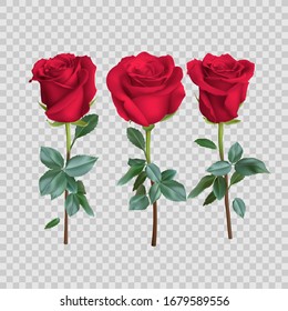 Realistic Rose Design Isolated On Background. Vector Illustration