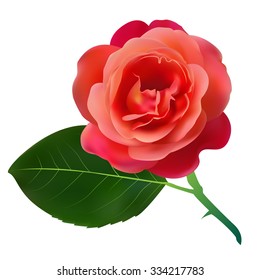 a realistic rose for designed works