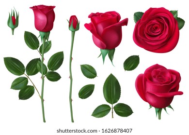 Realistic rose. Dog-rose flower blossom petals and buds, romantic floral decoration for wedding and valentines day greeting card vector set