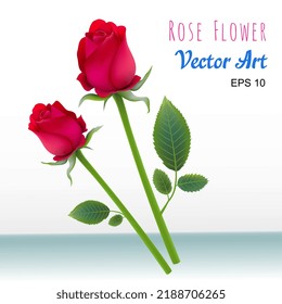 Realistic Rose flower Vector illustration with petals, leaves and bud.