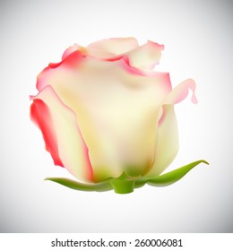 Realistic Rose High Quality Vector Illustration EPS10