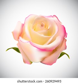 Realistic Rose High Quality Vector Illustration EPS10