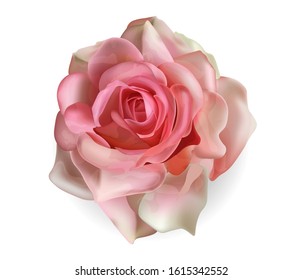 Realistic rose isolated with white background, beautiful pink flower vector illustration 
