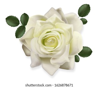 Realistic rose isolated with white background, hello spring, beautiful white flower vector illustration 