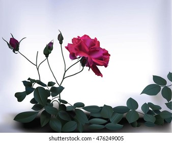 realistic rose with leafs vector design with white background