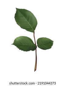 Realistic rose leaves on white background vector illustration