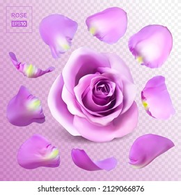Realistic rose petals. Vector illustration with mesh gradients. EPS10.