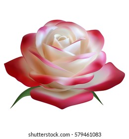 Realistic rose, red-and-white