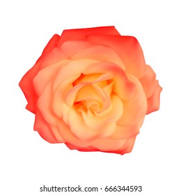Realistic  rose, vector illustration on white background