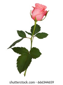 Realistic rose, vector illustration on white background