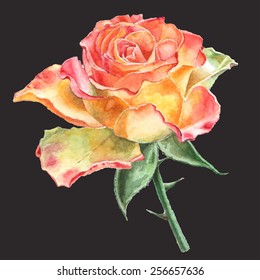 Realistic rose. Watercolor. Hand drawn.