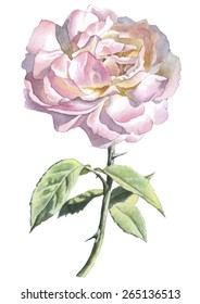 Realistic rose. Watercolor.  Vector. Hand drawn.