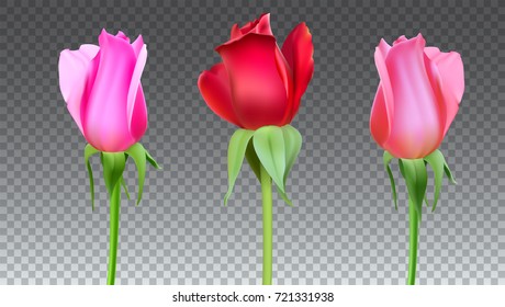 Realistic roses Buds with stem and leaves. Closeup, isolated on transparent background the flower Bud of the rose. The symbol of romance and love, a template for a greeting card, 3D illustration.