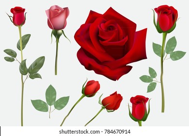 Realistic roses. Set - vector stock.