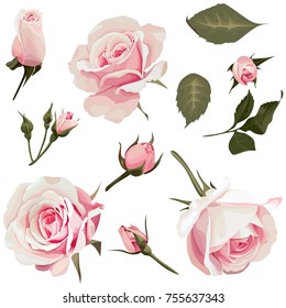 Realistic Roses Vector Clip Art Pink Flower image