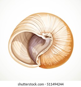 Realistic round vector object seashell isolated on white background