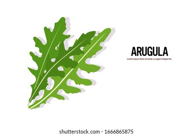 realistic rucola tasty fresh herb green leaves of arugula icon healthy food concept horizontal vector illustration