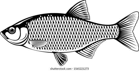 Realistic Rudd Fish Black White Isolated Stock Vector (Royalty Free ...