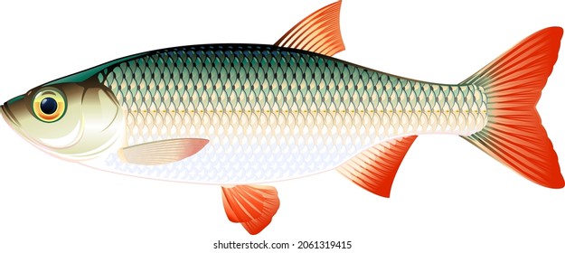 Realistic rudd fish isolated illustration, one freshwater fish on side view