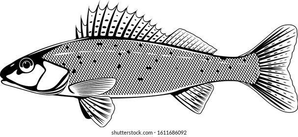 Realistic ruffe fish in black and white isolated illustration, one freshwater fish on side view, small barbed bottom-dwelling fish