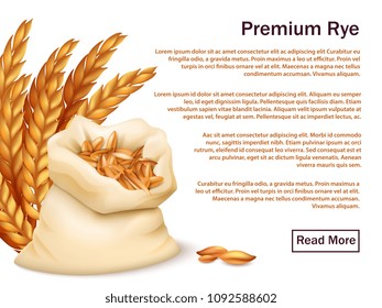 Realistic rye, ears and grains isolated on white background. Premium rye vector web background template illustration