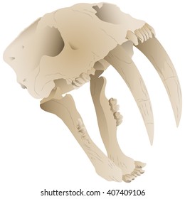 Realistic Saber Tooth Tiger Skull Isolated White