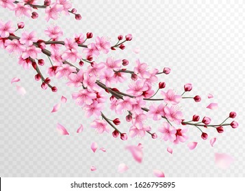 Realistic sakura. Beautiful sakura branches with pink flowers and falling petals, romantic floral japanese cherry oriental bloom decoration vector illustration