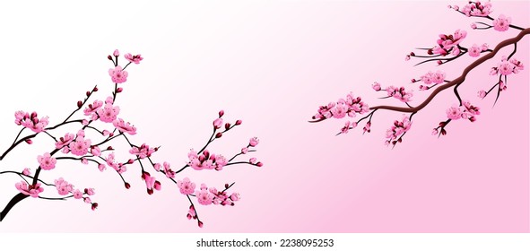 realistic sakura blooming flowers 

isolated