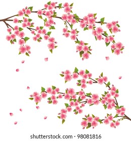 Realistic sakura blossom - Japanese cherry tree with flying petals isolated on white background