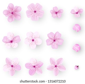 Realistic sakura or cherry blossom; Japanese Spring Flower Sakura; Pink Cherry Flower. 