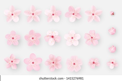 Realistic sakura or cherry blossom; Japanese Spring Flower Sakura; Pink Cherry Flower. 