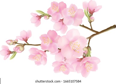 Realistic sakura or cherry blossom; Japanese Spring Flower Sakura; Pink Cherry Flower.