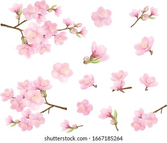 Realistic sakura or cherry blossom; Japanese Spring Flower Sakura; Pink Cherry Flower.