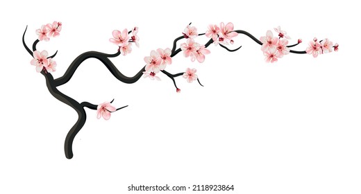 Realistic sakura or cherry blossom on branch. Spring blooming flowers in japan Hanami, white petals vector set for your own design. Cherry, apricot tree.