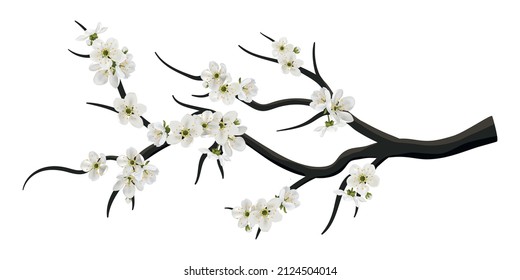 Realistic sakura or cherry blossom on branch. Spring blooming flowers in japan Hanami, white petals vector set for your own design. Cherry, apple tree.